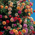 Escalando videira sementes de flores de rosa🌹