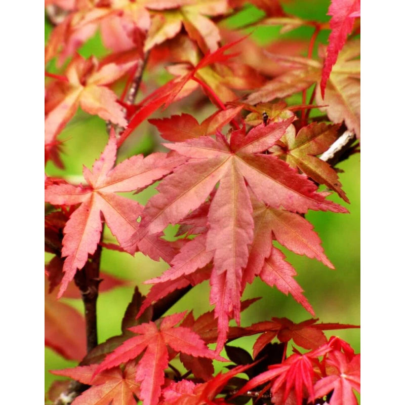 Bonsai de Acer - 4 anos