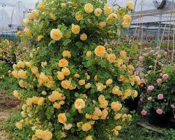 Escalando videira sementes de flores de rosa🌹