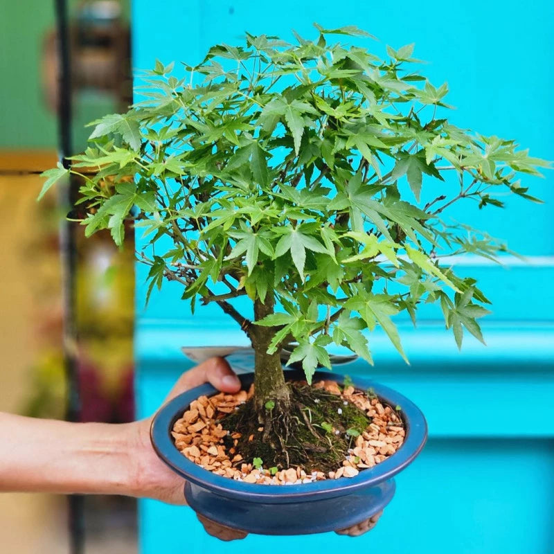 Bonsai de Acer - 4 anos