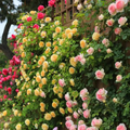 Escalando videira sementes de flores de rosa🌹