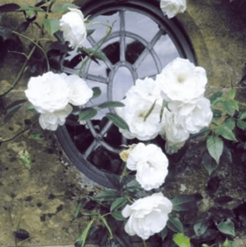 Escalando videira sementes de flores de rosa🌹