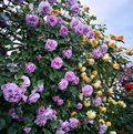 Escalando videira sementes de flores de rosa🌹