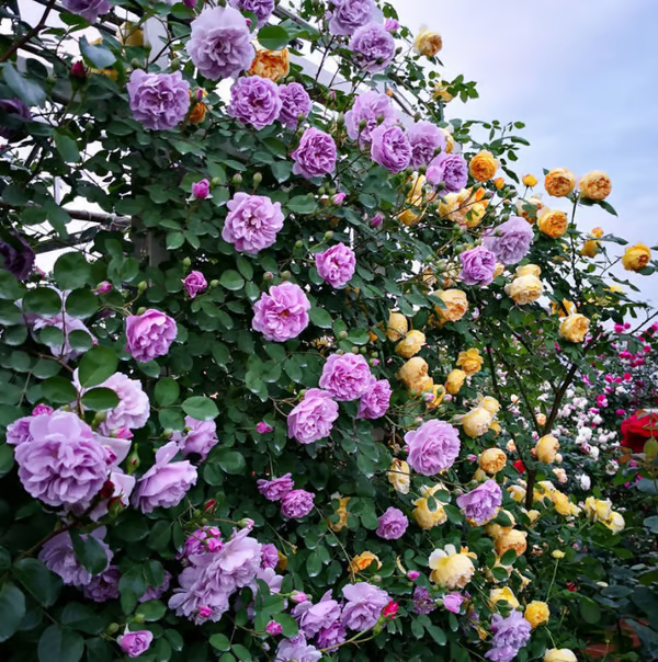 Escalando videira sementes de flores de rosa🌹