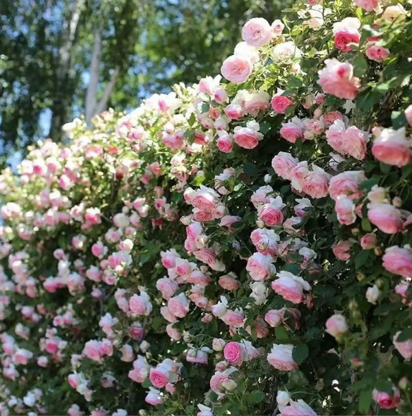 Escalando videira sementes de flores de rosa🌹