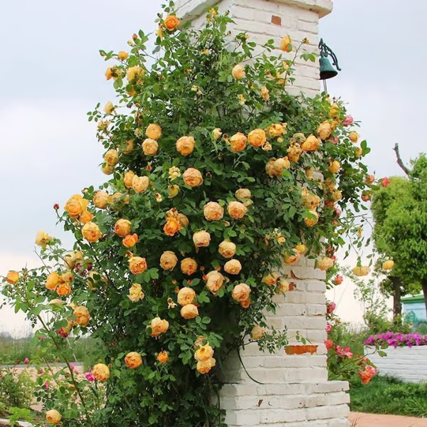 Escalando videira sementes de flores de rosa🌹