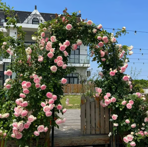 Escalando videira sementes de flores de rosa🌹