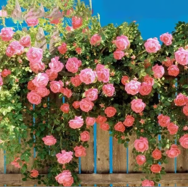 Escalando videira sementes de flores de rosa🌹