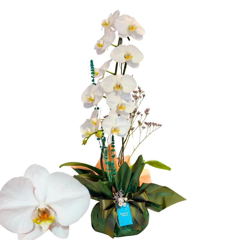 Orquídea Green cascata