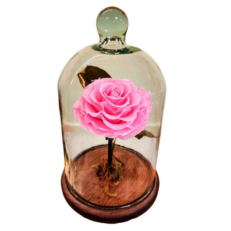 Rosa Eterna Rosada